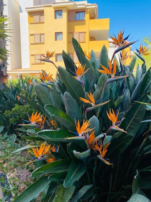 Casa De Flores Torrevieja Eksteriør bilde