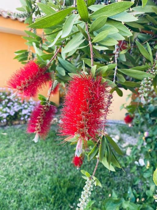 Casa De Flores Torrevieja Eksteriør bilde